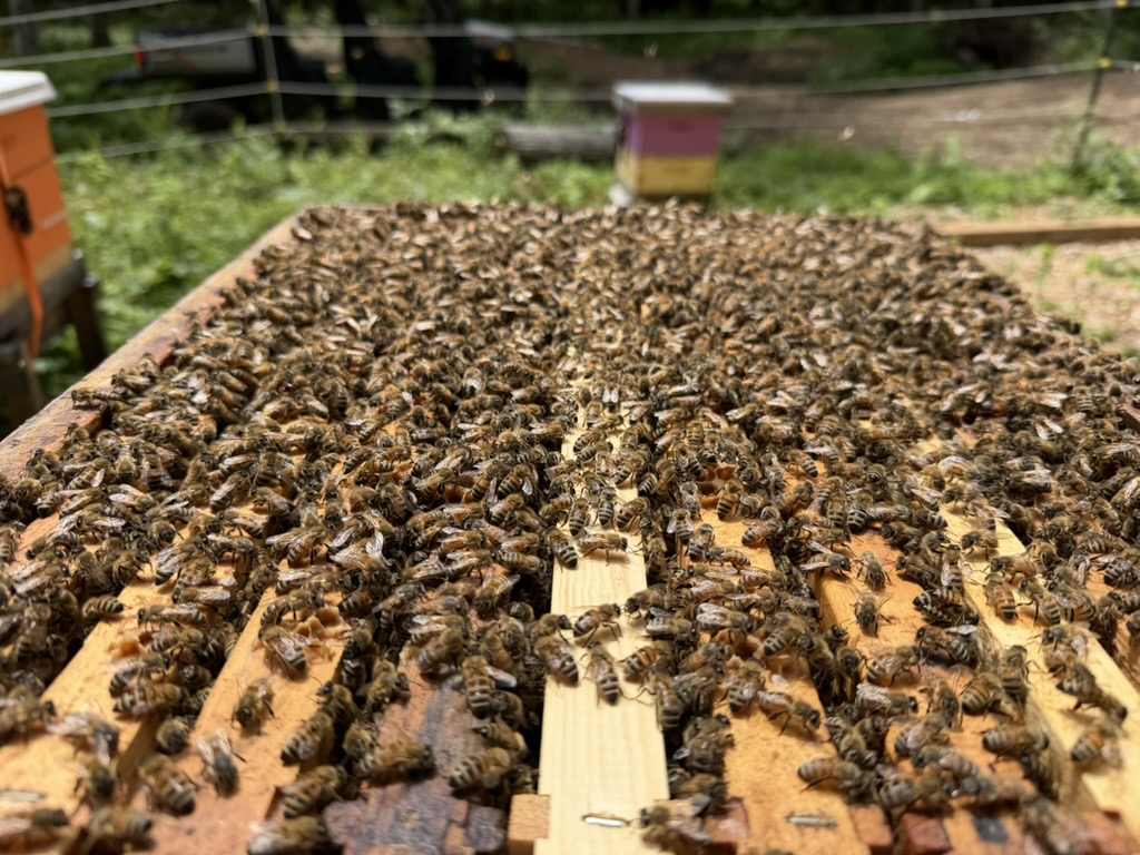 Thousands of bees across open hive frames at CopperRidge Bees