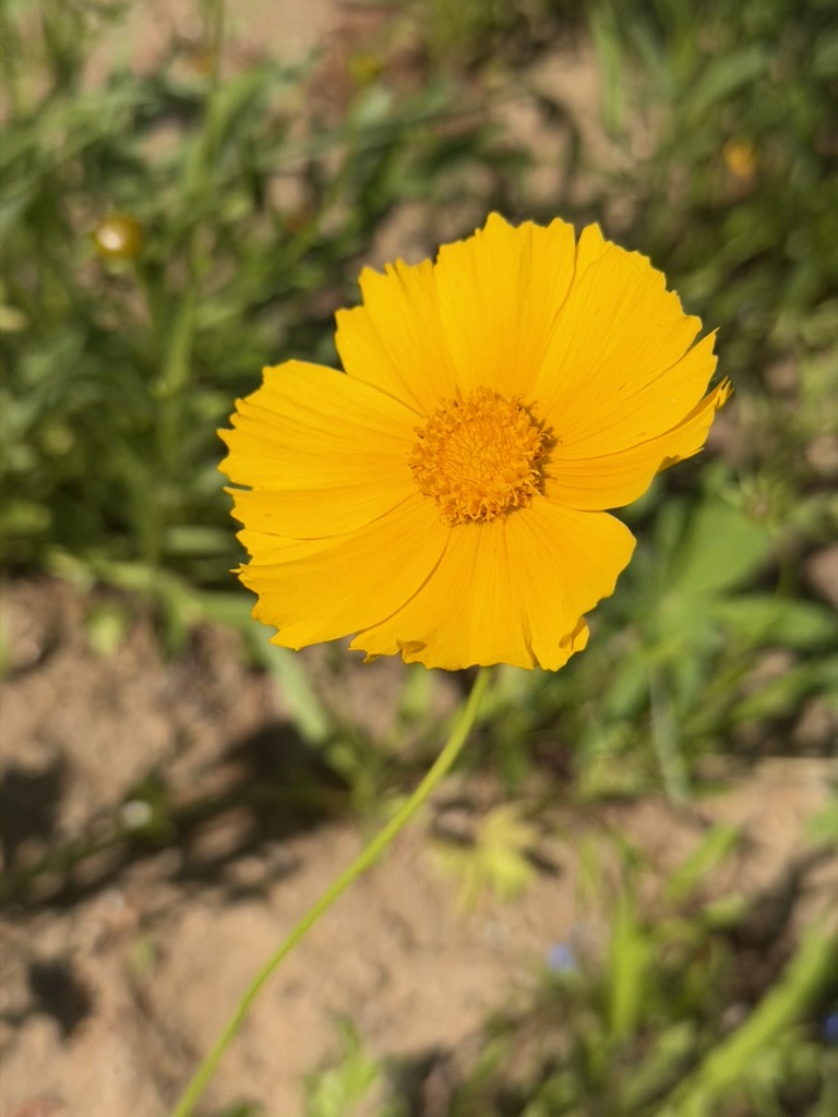 A yellow seasonal flower growing near the apiary